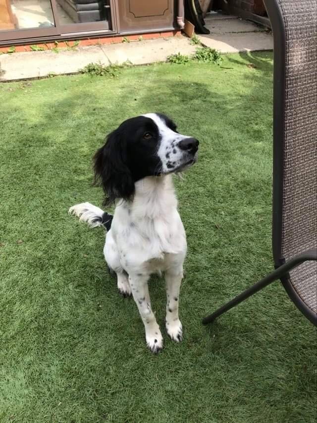 patterdale terrier puppies for sale near me